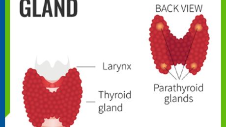 parathyroid gland